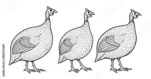 Three guinea fowl illustrations in detailed black and white line art