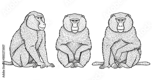 Three baboons sitting: detailed black and white line illustration