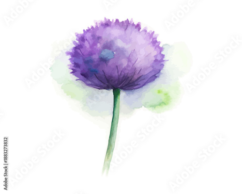 Watercolor Allium Flower Illustration, Round Purple Bloom, vector illustration 