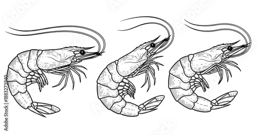 Detailed black and white illustrations of three prawns in side view