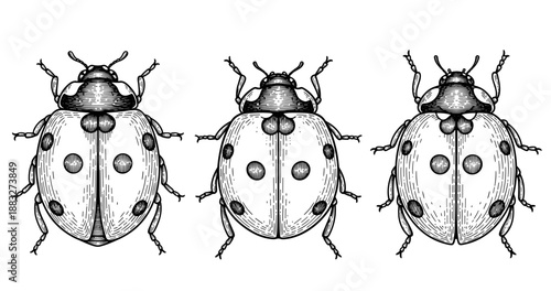 Intricate black and white ladybug illustrations with vintage detail