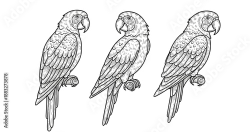 Detailed line art of three parrots perched on branches