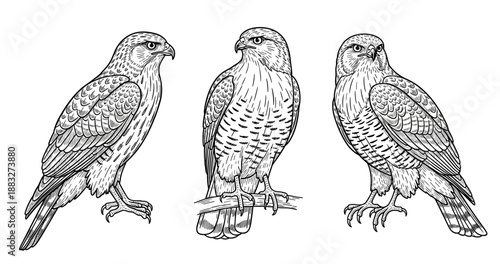 Detailed black and white illustrations of three hawks in various poses