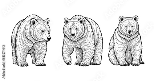 Hand-drawn black and white illustrations of three detailed bears