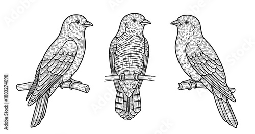 Vintage engraving of three birds on branches in black and white