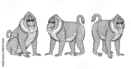 Illustration of three detailed mandrills in various poses on white background