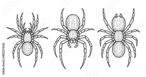 Detailed black and white ink drawings of three spiders with distinctive patterns