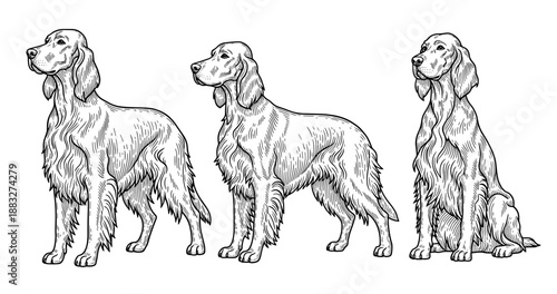 Three detailed sketches of english setters in different poses