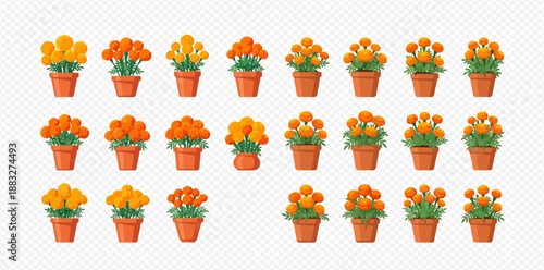 Set of marigold flowers in pots, vector illustration of blooming plants with orange and yellow petals.