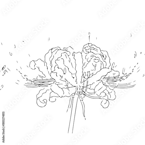 Dynamic line drawing of a spider lily flower with dramatic curves and motion, rendered in clean black ink.