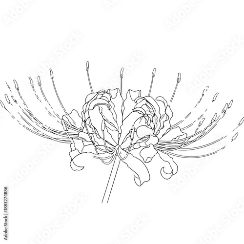 Stylized botanical line art of a spider lily flower, combining decorative curves with clean black outlines.