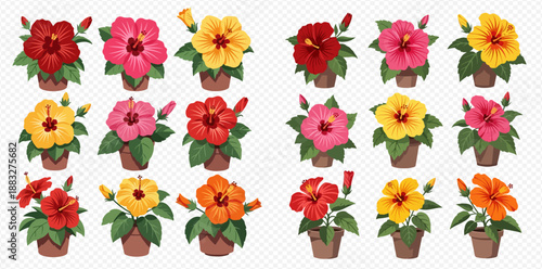 Vibrant collection of potted hibiscus flowers in various colors, perfect for tropical and floral designs.