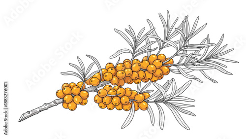Detailed botanical illustration of a sea buckthorn branch with dense clusters of orange berries and slender silvery green leaves on white.