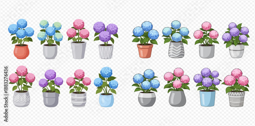 Set of colorful potted hydrangeas, blooming flowers in various pots, vector illustration on transparent background.