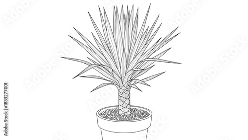 Detailed black and white line drawing of a yucca plant with sharp spiky leaves growing in a ceramic pot filled with soil.