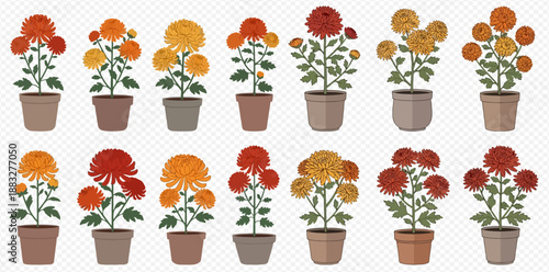Collection of potted chrysanthemum flowers in various colors and shapes, set against a white background.