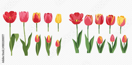 Vibrant collection of red and yellow tulip flowers in various stages of bloom, perfect for spring designs.
