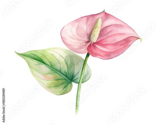 Watercolor Anthurium Floral Clipart, Tropical Botanical Art, Isolated on white background