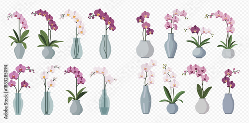 Set of beautiful orchid flowers in vases and pots, elegant floral decoration elements.
