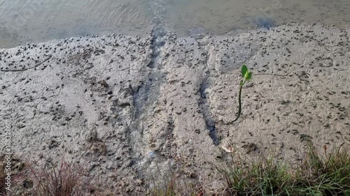 Wallpaper Mural Green Mangrove Forest Under Cloudy Sky with Flying Bird - Coastal Nature Footage Torontodigital.ca