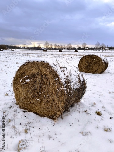 Round bales of hay, covered with snow, lie in a field on a cloudy evening