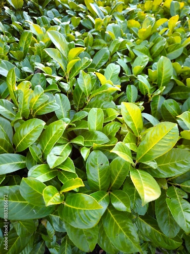 Close-up of the dense green leaves of an evergreen shrub