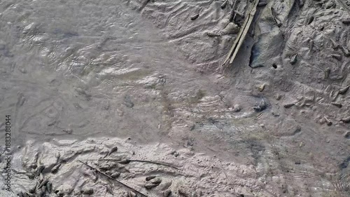 Wallpaper Mural Mud Snails on Tidal Mudflat in Mangrove Forest Ecosystem Torontodigital.ca