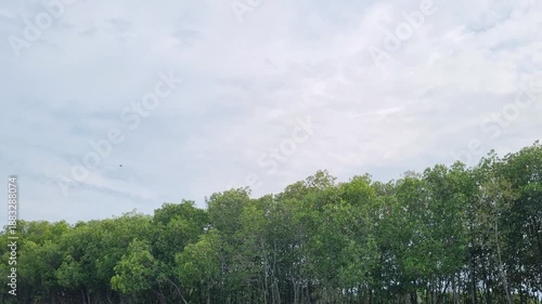 Wallpaper Mural Green Mangrove Forest Under Cloudy Sky with Flying Bird - Coastal Nature Footage Torontodigital.ca