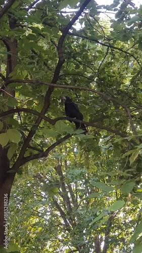 Black crow cawing continuously on a tree branch