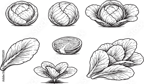 Cabbage Leaf and Plant Icon Set Black and White Botanical Line Art