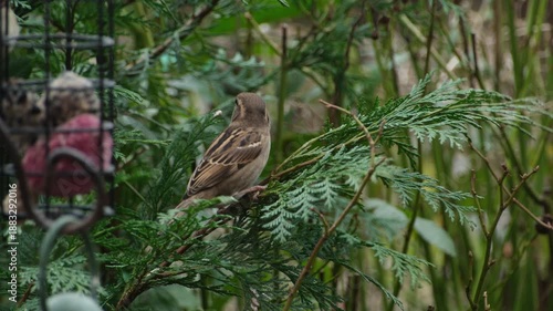 House Sparrow on a tree branch next to a bird feeder eating a seed it had retrieved from a fat ball.