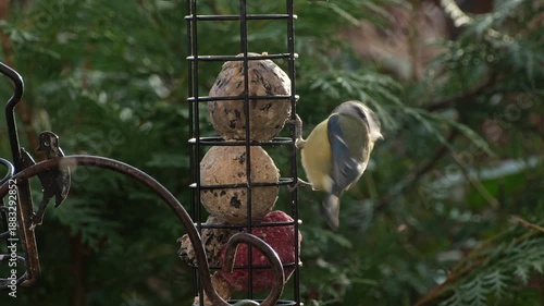 Blue tit feeding on a bird feeder with fat balls in a UK garden.