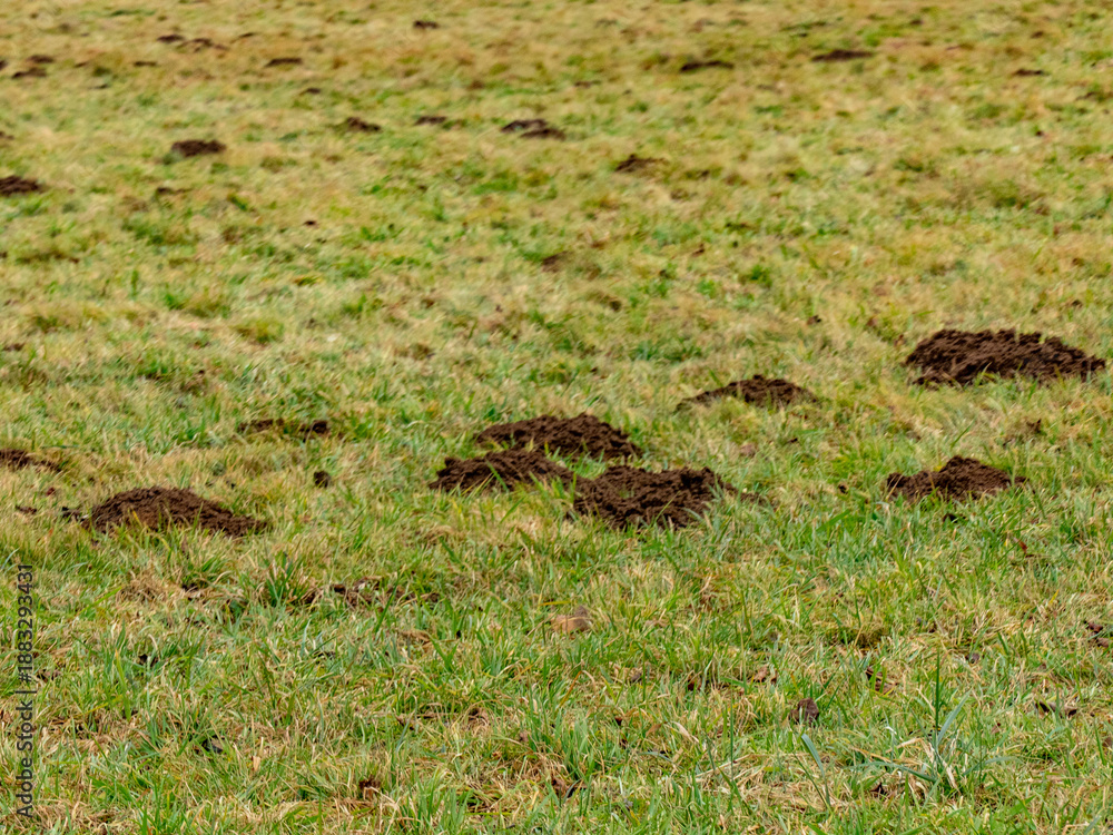 Obraz premium Viele Maulwurshaufen auf einer Wiese im Winter