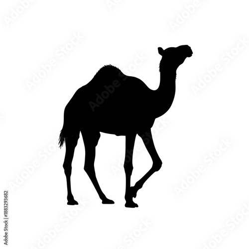 camel in the sand