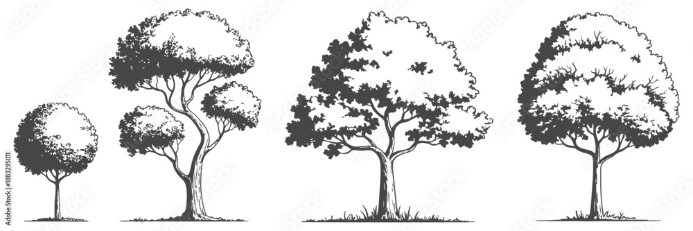 Fototapeta premium Tree growth stages Adobe Illustrator artwork illustration showing development from seedling to young plant and mature tree lifecycle.