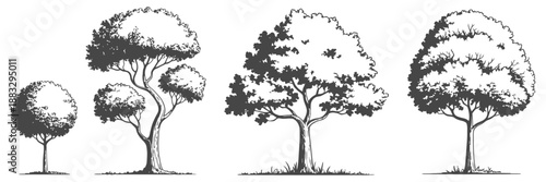Tree growth stages Adobe Illustrator artwork illustration showing development from seedling to young plant and mature tree lifecycle.