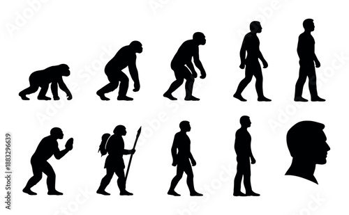 Silhouettes of human evolution stages from primate to modern man
