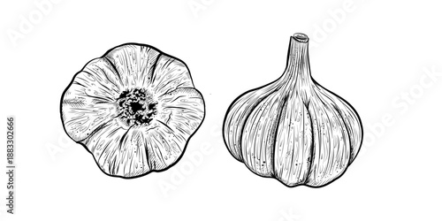 Garlic bulbs set, hand drawn sketch of whole and top view organic vegetables. Vector illustration