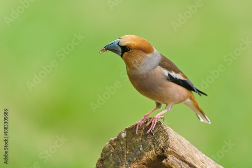 Konstfotografi A male hawfinch sits on a tree stump