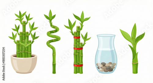 Set of lucky bamboo plants in various styles and a vase with stones
