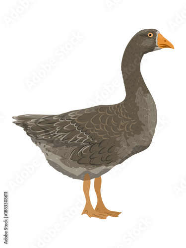 The gray domestic goose side view. Farm Birds, Realistic Vector Animal