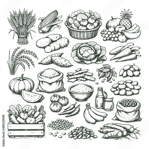 Detailed hand drawn line art vector illustration collection of various agricultural crops including rice corn carrots potatoes cabbage and tomatoes.