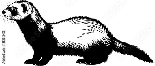 Side profile of a ferret black and white graphic illustration with thick fur and long tail