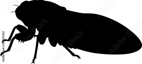 Side view black silhouette of a cicada insect with closed wings and detailed leg structure