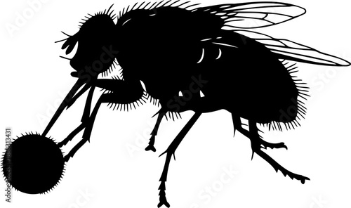 Side view black silhouette of a common house fly with detailed legs and wing shape
