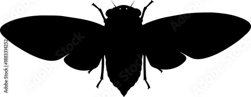 Cicada insect silhouette top view vector illustration for entomology and summer nature projects
