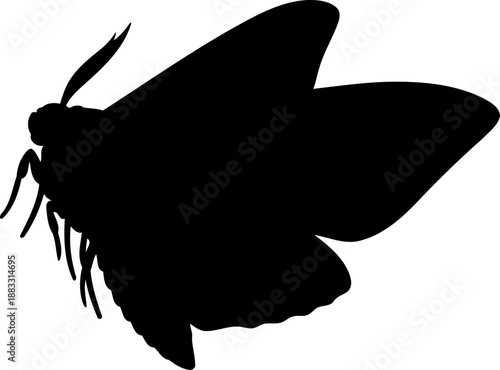 Folded wings moth silhouette angled side view vector graphic for insect anatomy diagrams