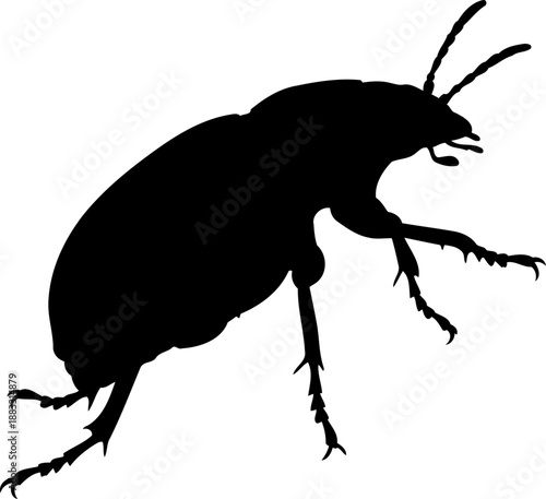 Ground beetle insect silhouette side view vector graphic for entomology research