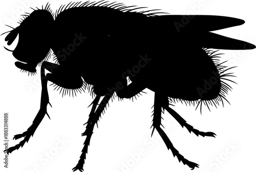Hairy house fly silhouette side profile vector illustration for pest control and entomology