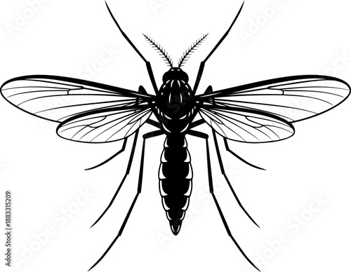 Mosquito insect silhouette top view symmetrical vector art